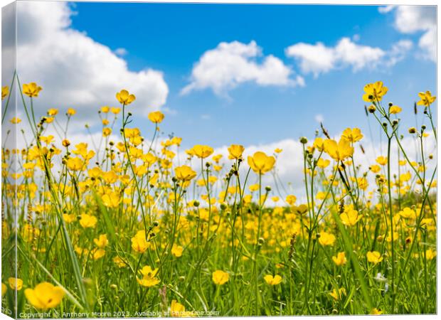Buttercups in the Meadow 1 Canvas Print by Anthony Moore