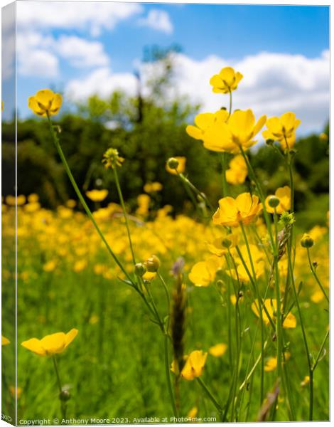 Buttercups in the Meadow 3 Canvas Print by Anthony Moore