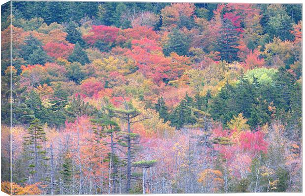 Fall Colors In Acadia National Park, Maine, USA Canvas Print by David Roossien
