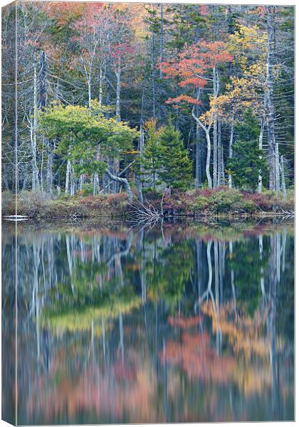 Reflection, Maine Canvas Print by David Roossien