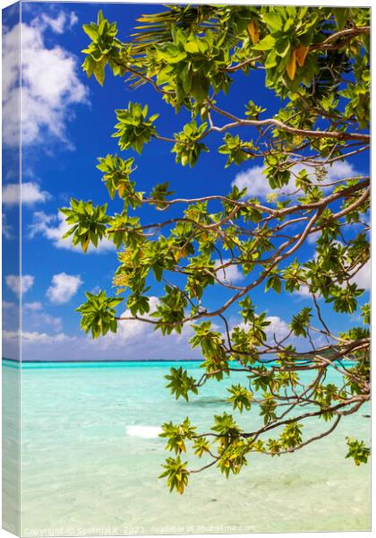 Bora Bora green Coconut tree above turquoise lagoon  Canvas Print by Spotmatik 