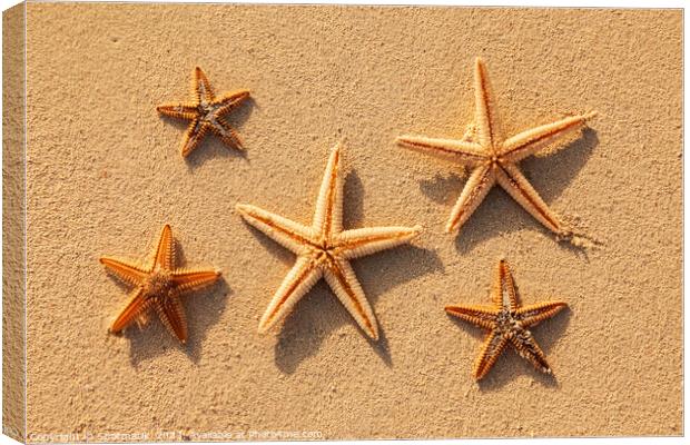 Starfish from tropical ocean on Caribbean island beach Canvas Print by Spotmatik 