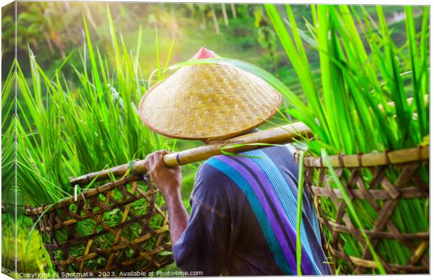 Bali male Indonesian worker carrying crops of rice Canvas Print by Spotmatik 