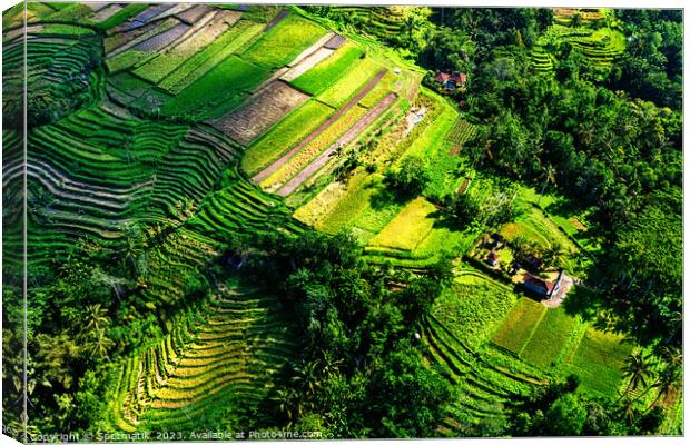 Aerial Bali Indonesia Ubud plantation rice terraces Asia Canvas Print by Spotmatik 