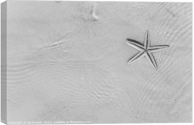 The starfish on white sandy tropical beach Caribbean Canvas Print by Spotmatik 