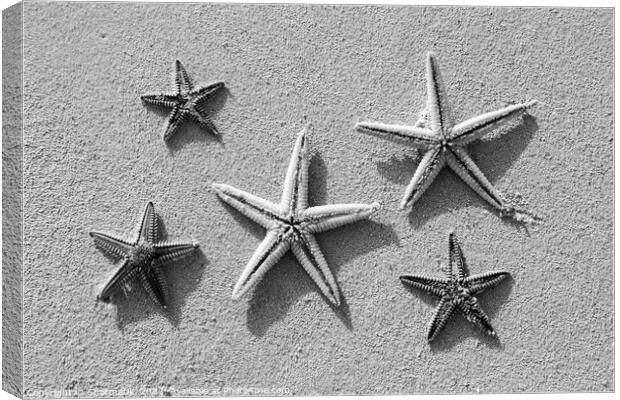 Starfish from tropical ocean on Caribbean island beach Canvas Print by Spotmatik 