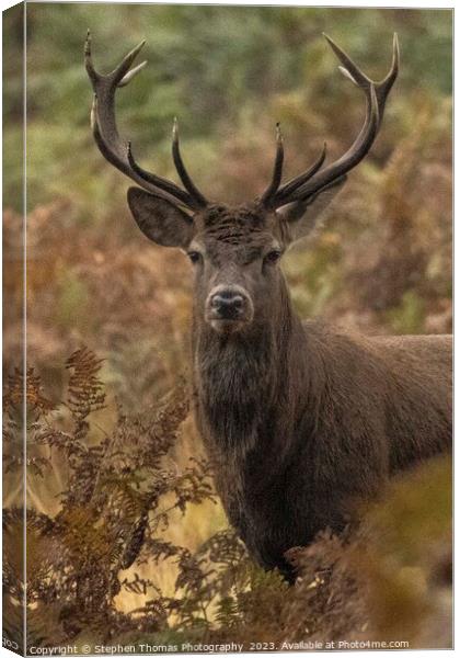 Rutting Red Deer Stag Unleashed Canvas Print by Stephen Thomas Photography 