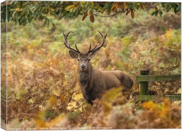 Rutting Season's Red Deer Stag Canvas Print by Stephen Thomas Photography 