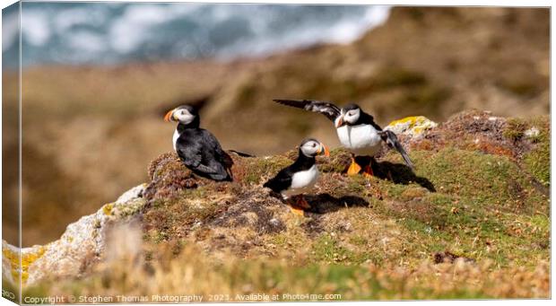 Lundy Puffins Canvas Print by Stephen Thomas Photography 