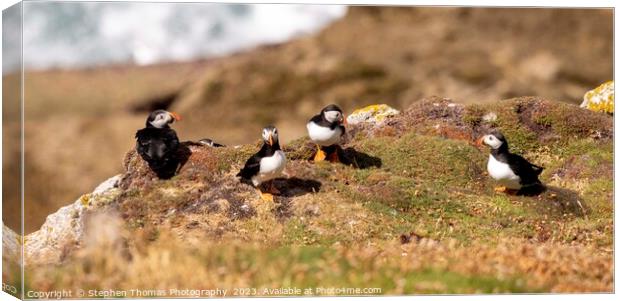Lundy Puffins: Nature's Vibrant Charms Canvas Print by Stephen Thomas Photography 