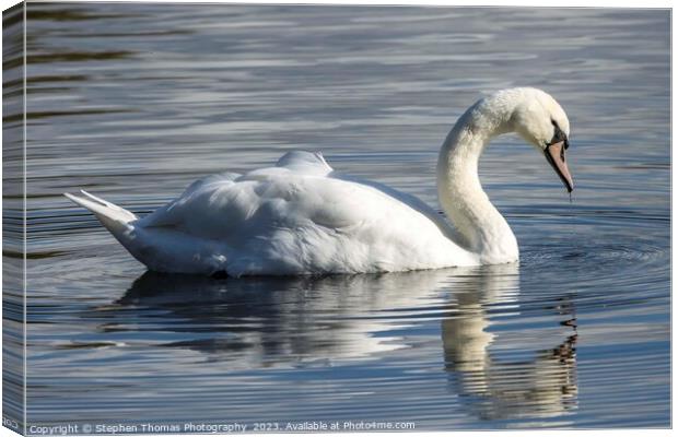 Drenched Elegance: Mute Swan Portrait Canvas Print by Stephen Thomas Photography 
