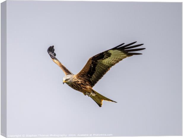 Majestic Gliding Red Kite Canvas Print by Stephen Thomas Photography 