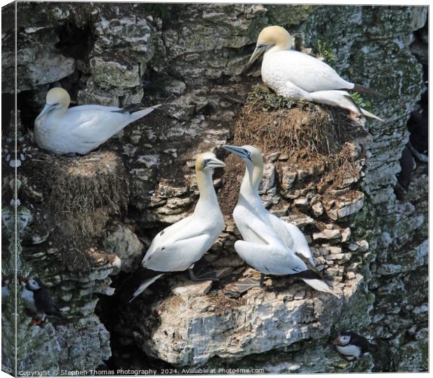 Nesting Gannets at Bempton Cliffs Canvas Print by Stephen Thomas Photography 