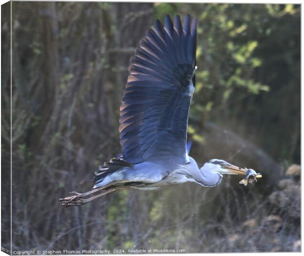 Grey Heron with a Perch flying off to feed Canvas Print by Stephen Thomas Photography 
