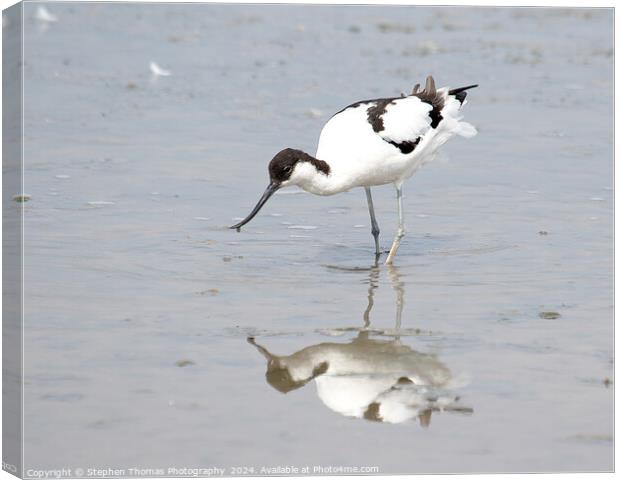Avocet feeding in the mud Canvas Print by Stephen Thomas Photography 