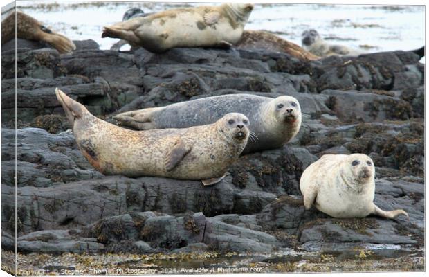 Common Seals Hauled Out On Rocks Canvas Print by Stephen Thomas Photography 