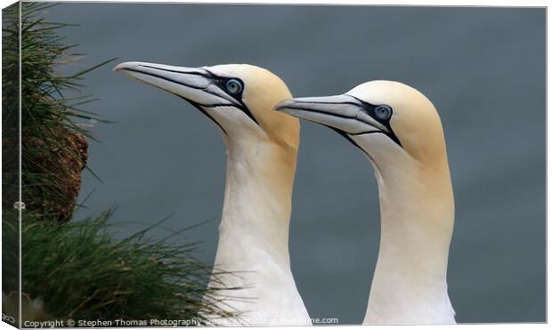 Gannets Portrait at Bempton Cliffs Canvas Print by Stephen Thomas Photography 