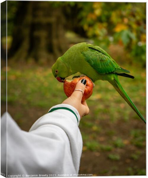 Parakeet Canvas Print by Benjamin Brewty