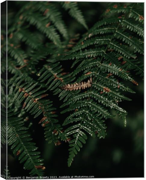 Fern Canvas Print by Benjamin Brewty