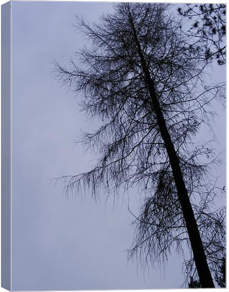 foresttree Canvas Print by ash grant