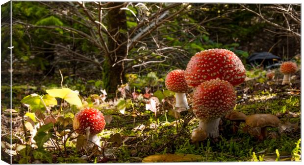 Mushrooms in the forest Canvas Print by Balázs Tóth