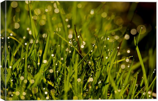 Waterdrops on green grass Canvas Print by Balázs Tóth