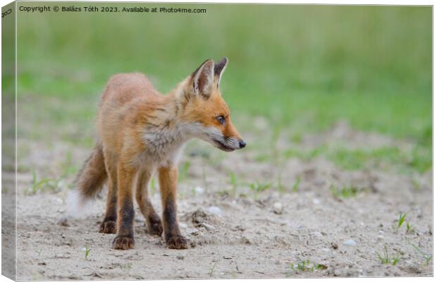 A fox standing in the grass Canvas Print by Balázs Tóth