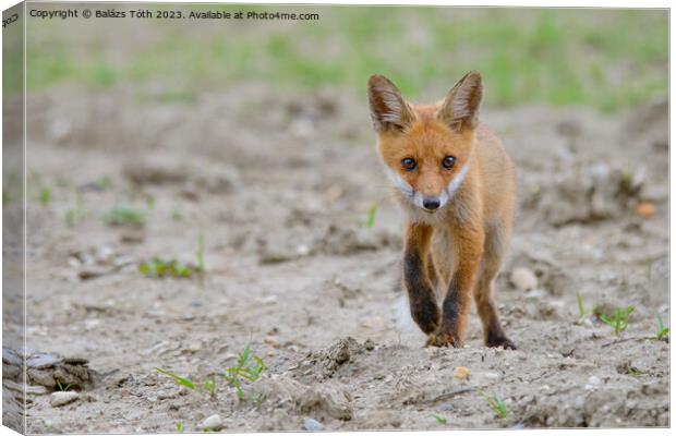 A fox walking in the sand Canvas Print by Balázs Tóth