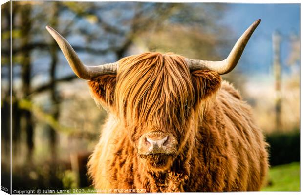 Highland Cow in the Lake District Canvas Print by Julian Carnell