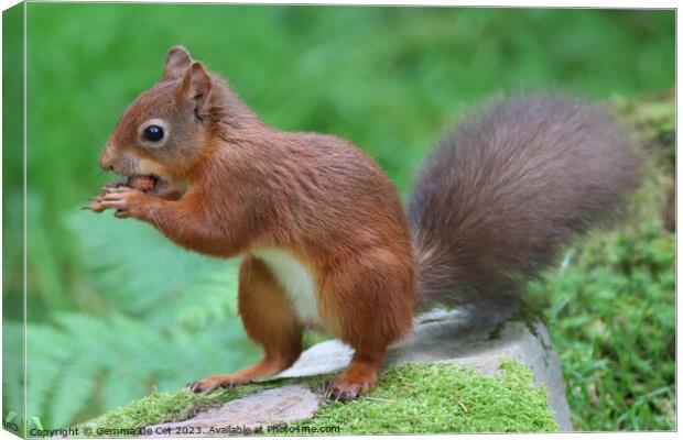 A red squirrel eating a hazelnut  Canvas Print by Gemma De Cet