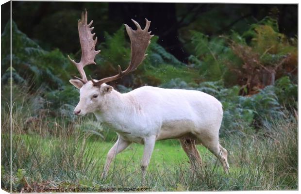 White Fallow Deer Stag Canvas Print by Gemma De Cet