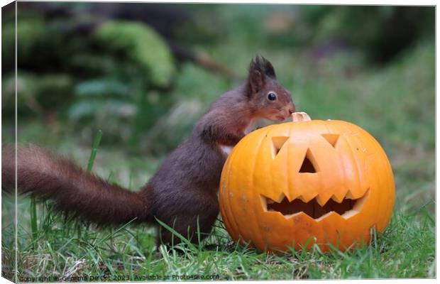 Red Squirrel with Halloween Pumpkin  Canvas Print by Gemma De Cet