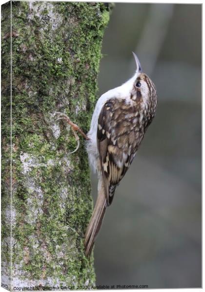 Treecreeper Bird Canvas Print by Gemma De Cet