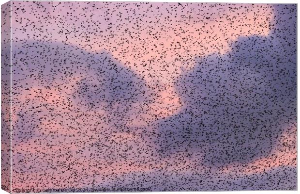 Starling Murmuration at Sunset Canvas Print by Gemma De Cet