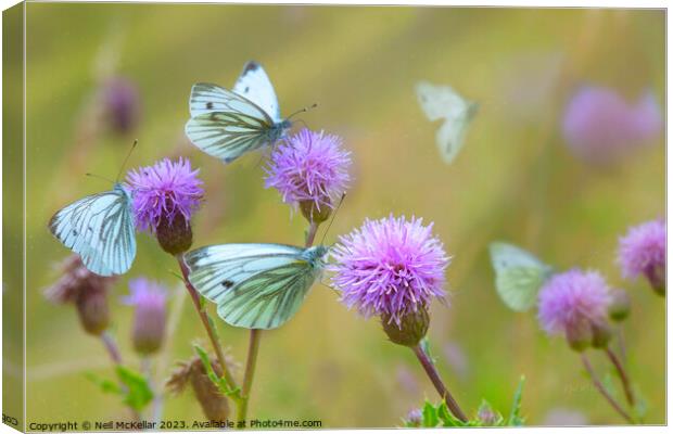 Butterflies on Thistles Canvas Print by Neil McKellar