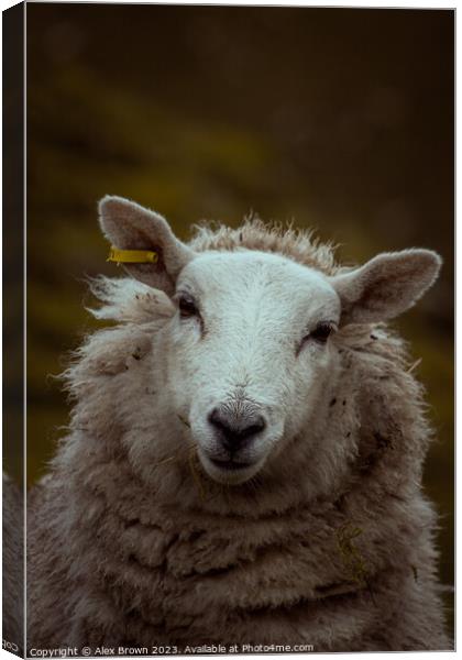 Happy Happy Sheep Canvas Print by Alex Brown