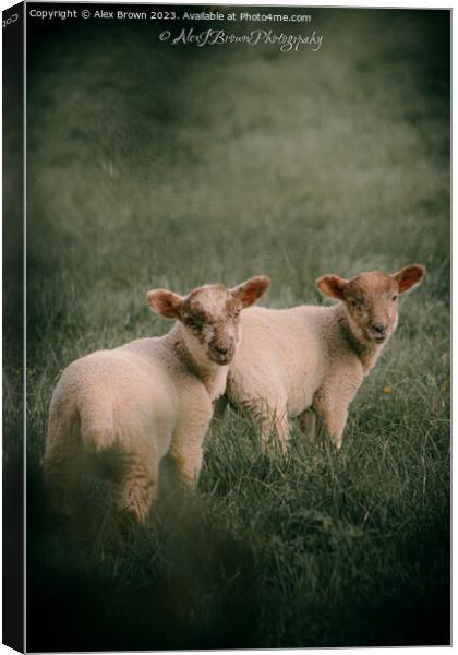 Lambs Canvas Print by Alex Brown