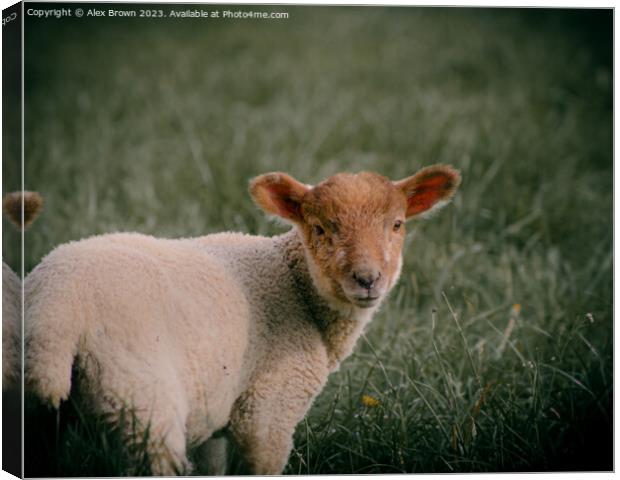 Ginger Lamb Canvas Print by Alex Brown