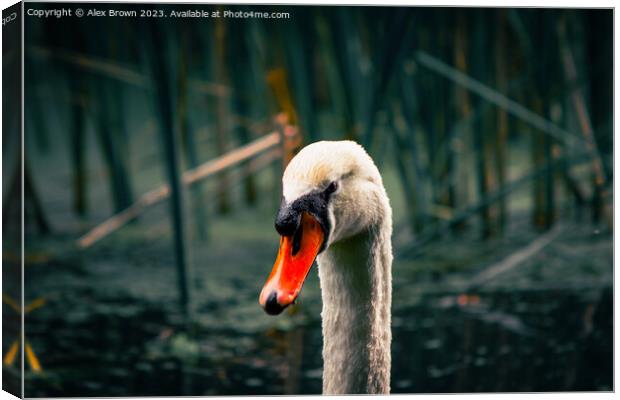 Swan on a mission! Canvas Print by Alex Brown