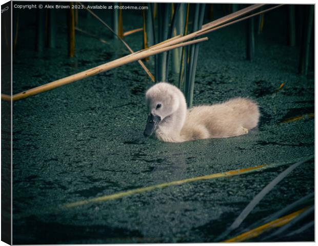 Cygnet In The Reeds Canvas Print by Alex Brown