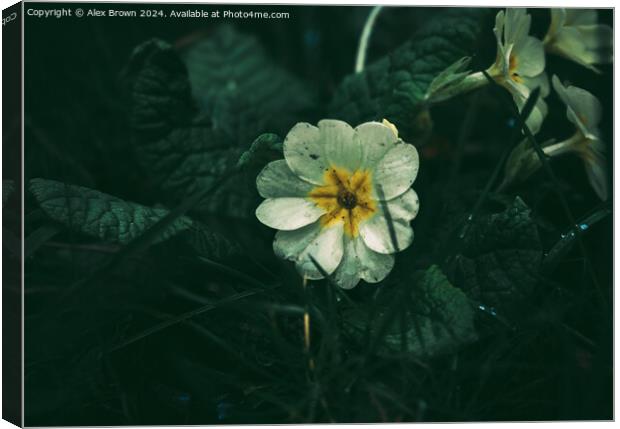 White Pansy  Canvas Print by Alex Brown