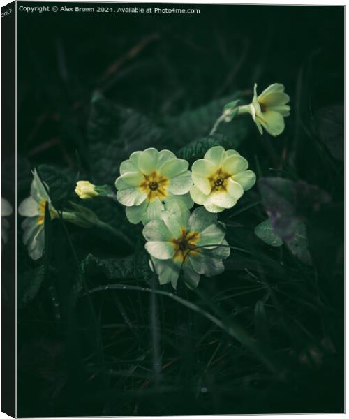 Collection of Pansies Canvas Print by Alex Brown