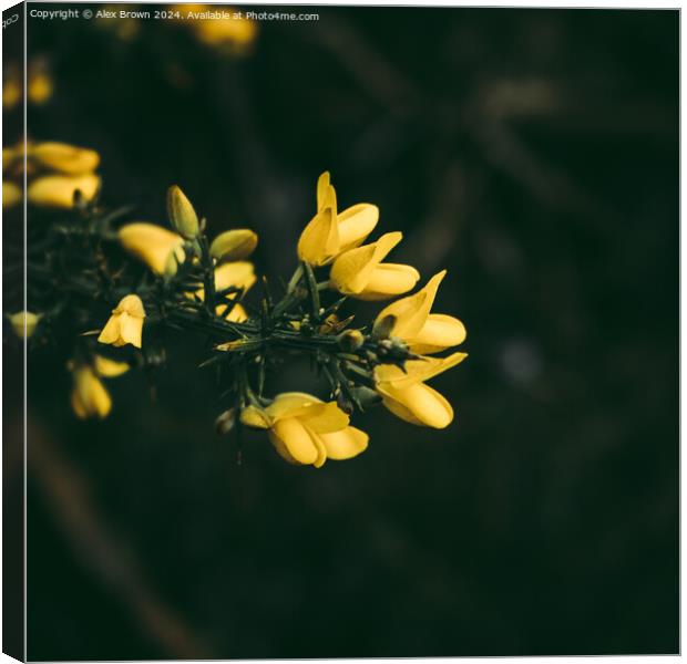 Yellow gorse flowers  Canvas Print by Alex Brown