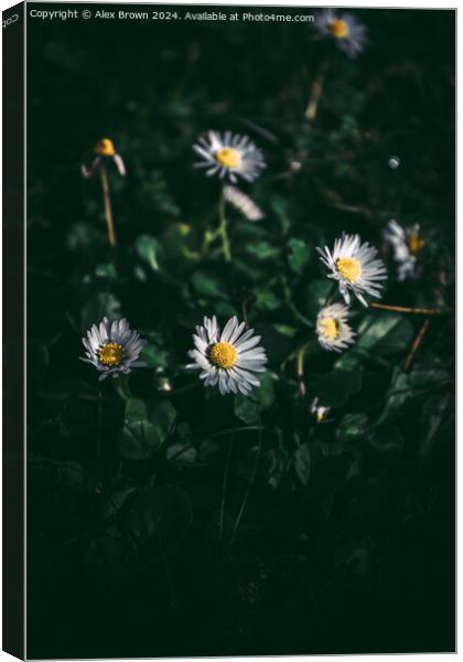 Group of White Daisies Canvas Print by Alex Brown