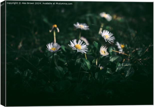 Daisy Collection Canvas Print by Alex Brown