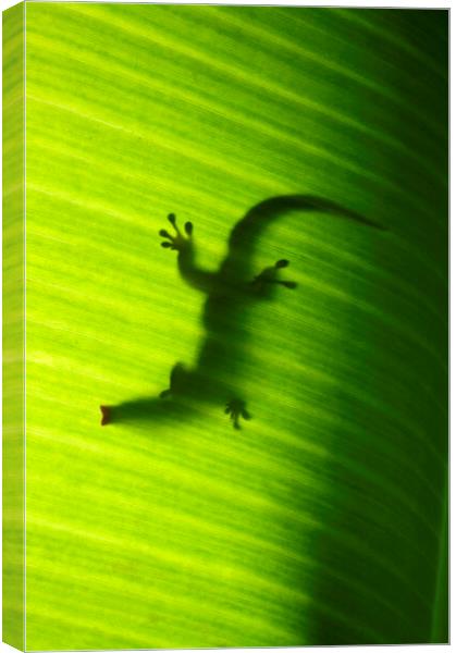 Seychelles small day gecko Canvas Print by Fabrizio Troiani