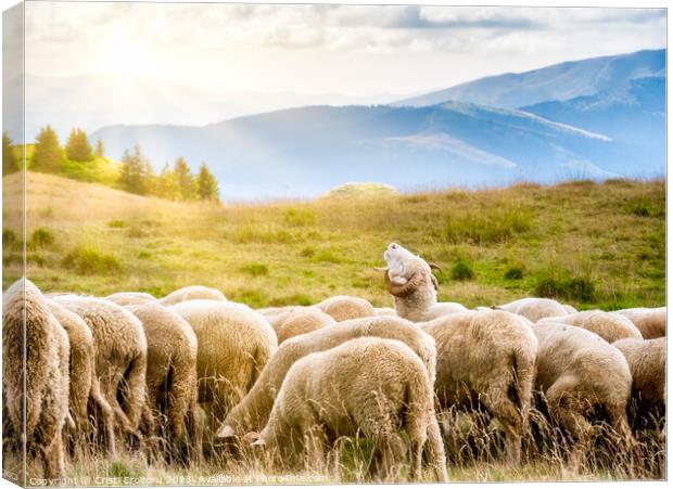 A flock of sheep grazing Canvas Print by Cristi Croitoru