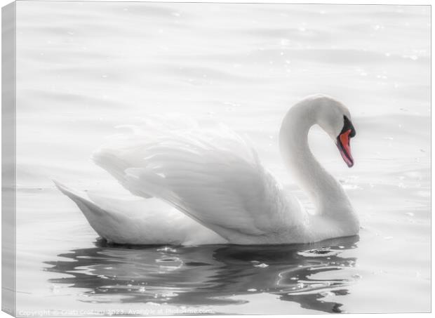 Graceful white swan. Canvas Print by Cristi Croitoru