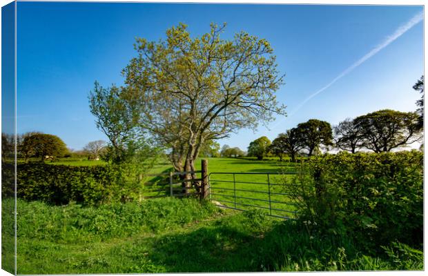 Country Scene Canvas Print by Steve Smith