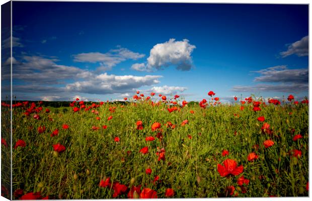 Fields Of Red Canvas Print by Steve Smith